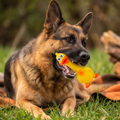 Durable Natural Latex Teeth Cleaning Dog Chew Toy