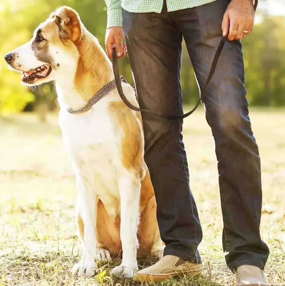 Leather Dog Lead With Golden Carabiner - Robust And Elegant Dog Accessory